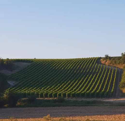 Vignes