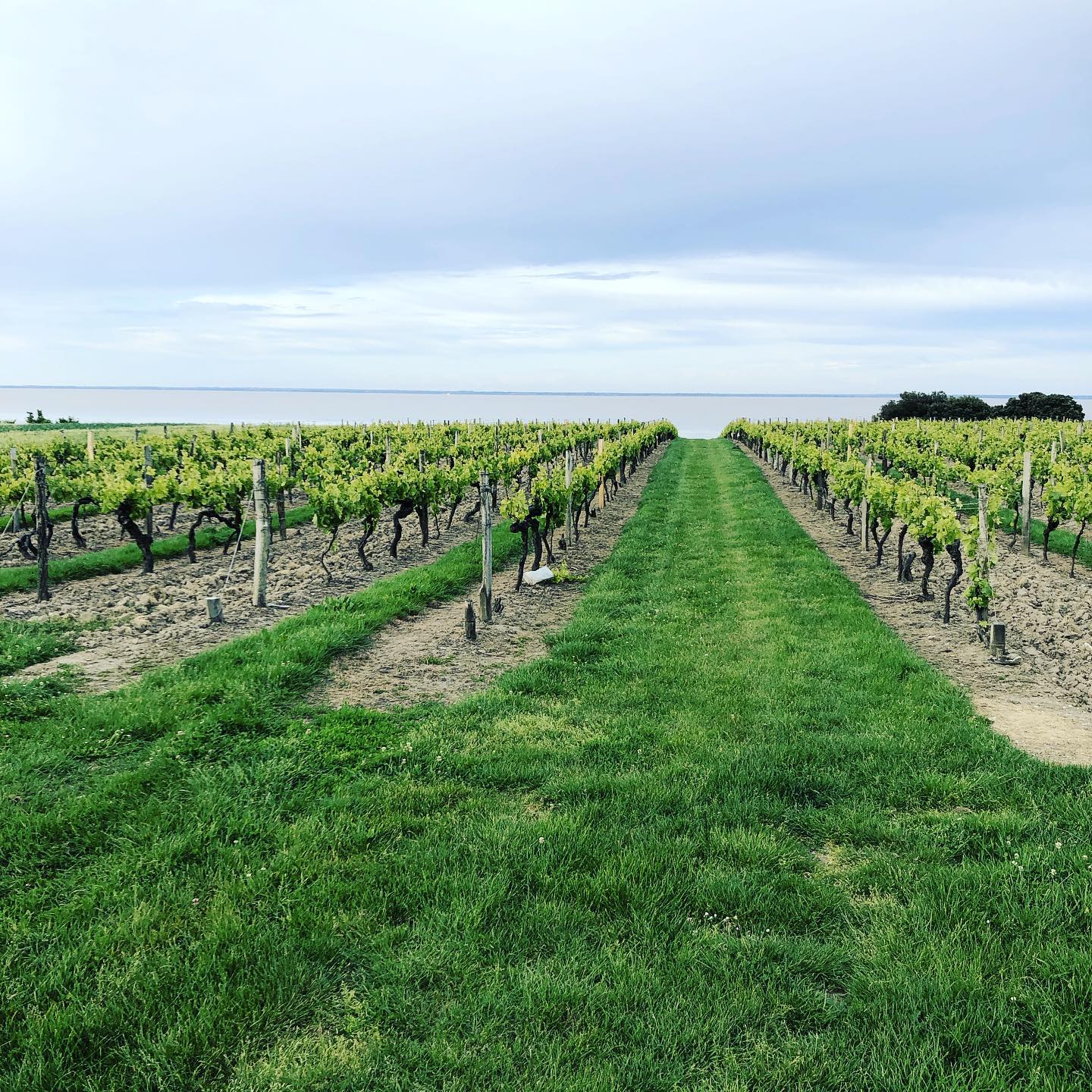 champs des vignes 3